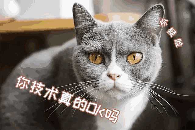 猫咪咖啡店创业计划书ppt(猫咪主题咖啡厅)