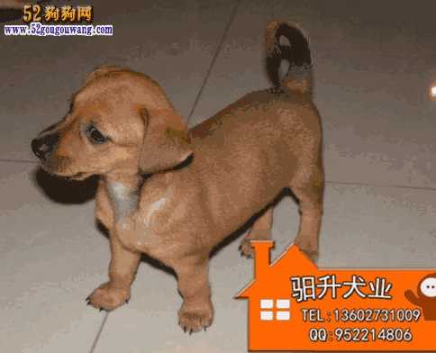 腊肠犬的价格(腊肠犬图片介绍与价格)