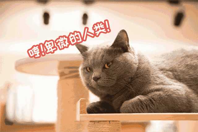 猫咪咖啡店创业计划书ppt(猫咪主题咖啡厅)