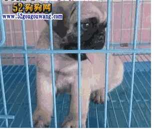 巴哥犬价格2016(巴哥犬市场价多少钱一只)