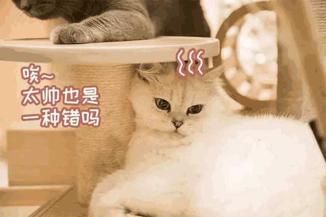 猫咪咖啡店创业计划书ppt(猫咪主题咖啡厅)