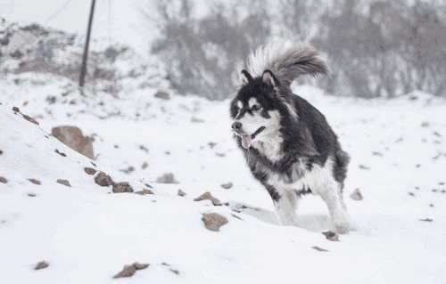 阿拉斯加犬要怎么训练(阿拉斯加幼犬怎么训练)