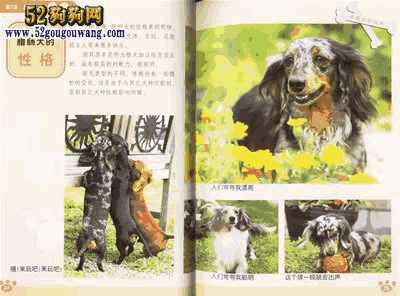 腊肠犬的饲养方法(腊肠犬香肠)