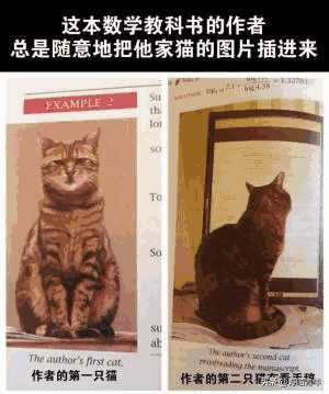 布偶猫图片大全可爱高清(猫咪布偶图片大全)