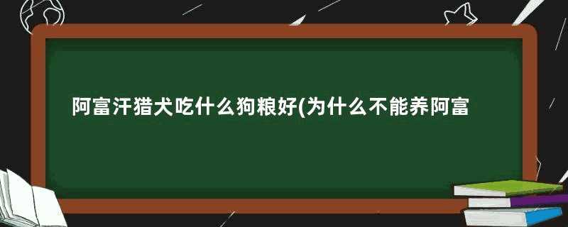 阿富汗猎犬吃什么狗粮好(为什么不能养阿富汗猎犬)