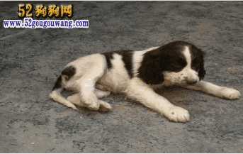 史宾格犬价格(史宾格幼犬价格)