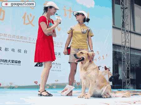 昆明养犬管理条例规定(昆明市犬只禁养条例)