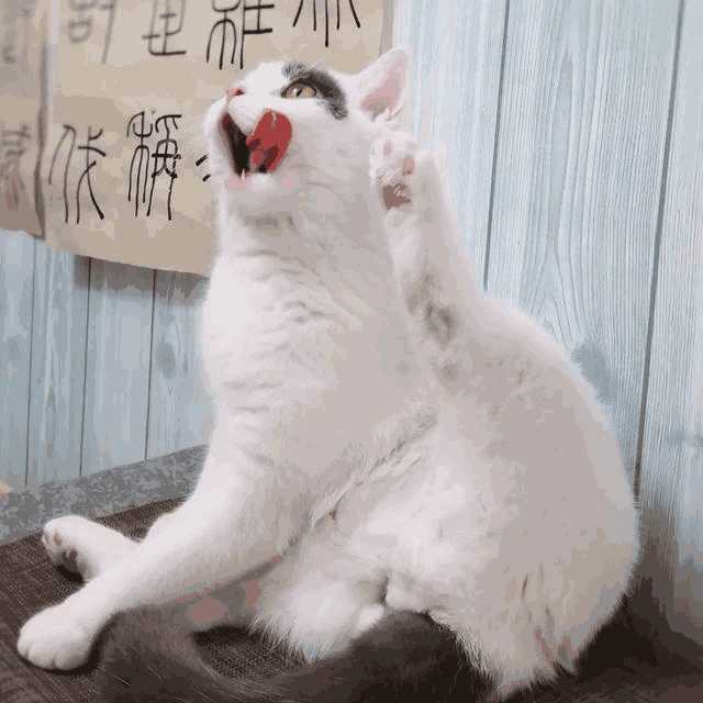 布偶猫会打架吗(布偶猫和别的猫打架)