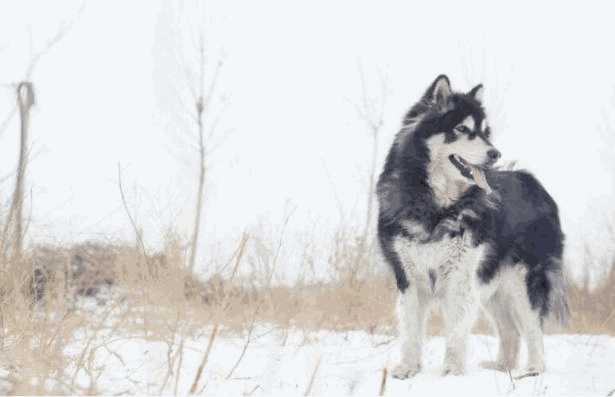 养阿拉斯加雪橇犬禁忌(阿拉斯加雪橇犬厉害吗)