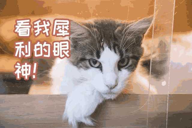 猫咪咖啡店创业计划书ppt(猫咪主题咖啡厅)