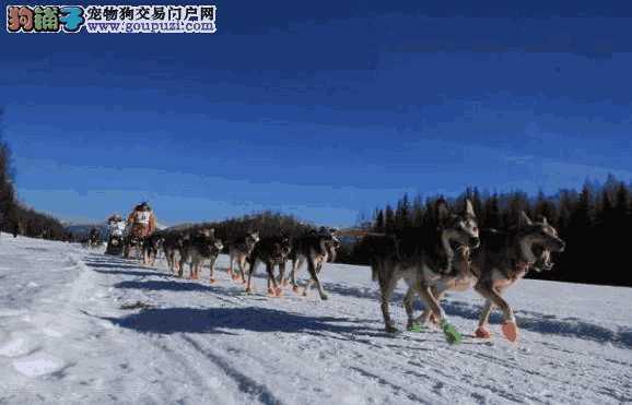 艾迪塔罗德狗拉雪橇比赛(阿拉斯加狗拉雪橇比赛)