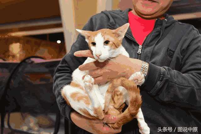 繁育布偶猫最好选什么样的母猫(布偶猫母的好还是公的好)