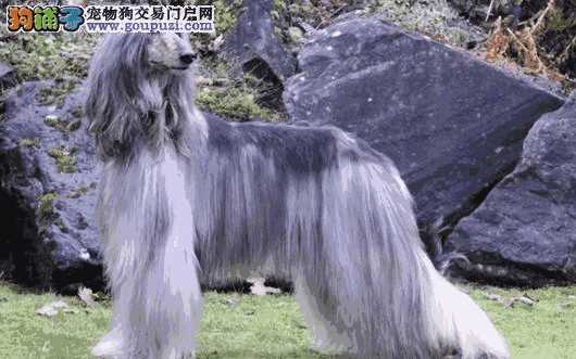 阿富汗猎犬优缺点(为什么禁养阿富汗猎犬)