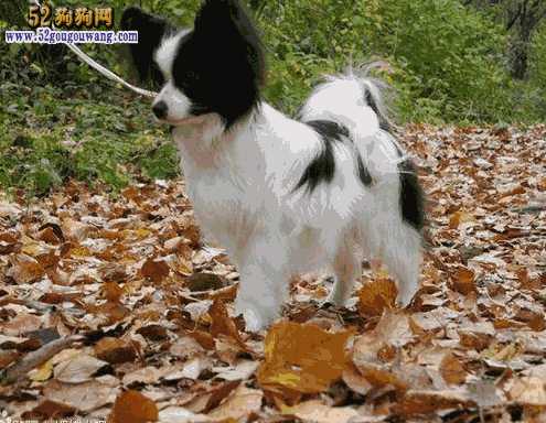 蝴蝶犬价钱(蝴蝶犬图片价格)