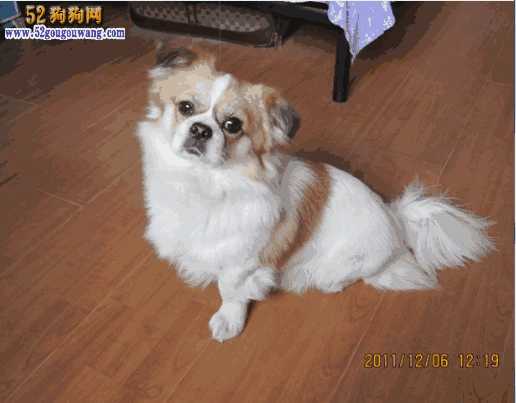 京巴犬与蝴蝶犬杂交图片(京巴混蝴蝶犬)