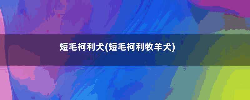 短毛柯利犬(短毛柯利牧羊犬)