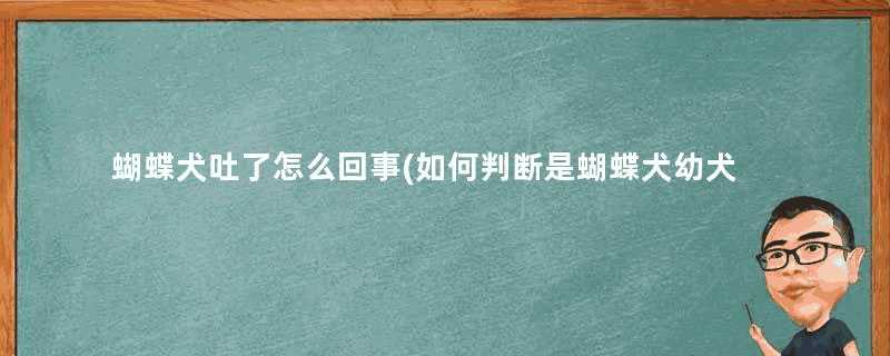 蝴蝶犬吐了怎么回事(如何判断是蝴蝶犬幼犬)