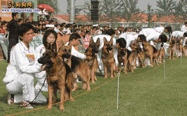 csv德国牧羊犬官网俱乐部(csv德国牧羊犬种公)