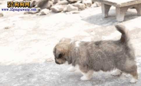 蝴蝶犬串串多少钱一只(蝴蝶串串狗多少钱一只)