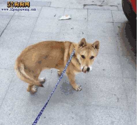 柴犬免费领养中心(好想领养一只柴犬幼犬)