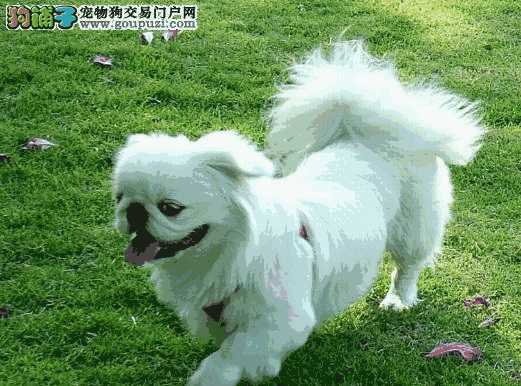 京巴犬幼犬(京巴犬狗图片)