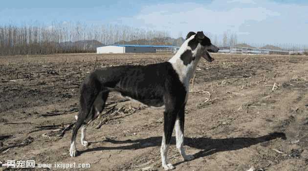 格力犬的饲养方法(格力犬多少钱)