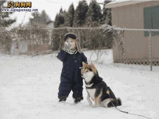 柴犬的颜色有几种颜色(柴犬什么颜色)