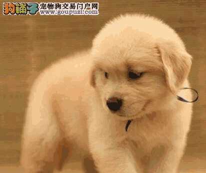 购买纯种金毛幼犬(怎样挑选金毛犬纯种幼犬)