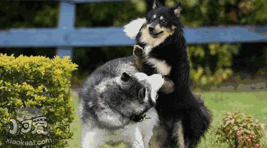 芬兰拉普猎犬幼犬照片(瑞典拉普猎犬图片)