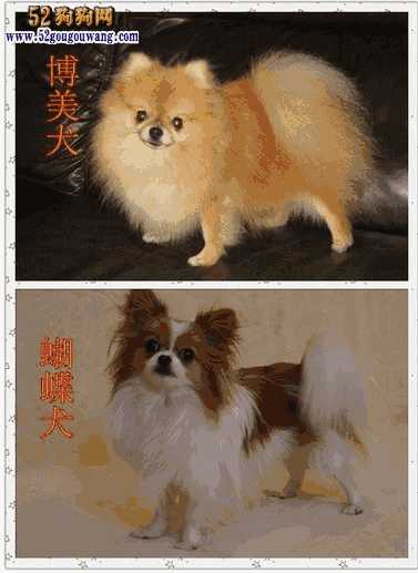 蝴蝶犬和博美犬的串串狗(蝴蝶犬和博美犬的区别)