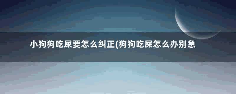 小狗狗吃屎要怎么纠正(狗狗吃屎怎么办别急,三招帮你搞定)