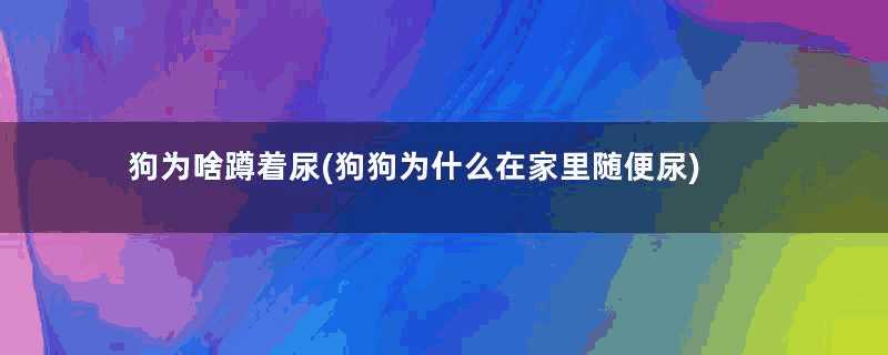 狗为啥蹲着尿(狗狗为什么在家里随便尿)