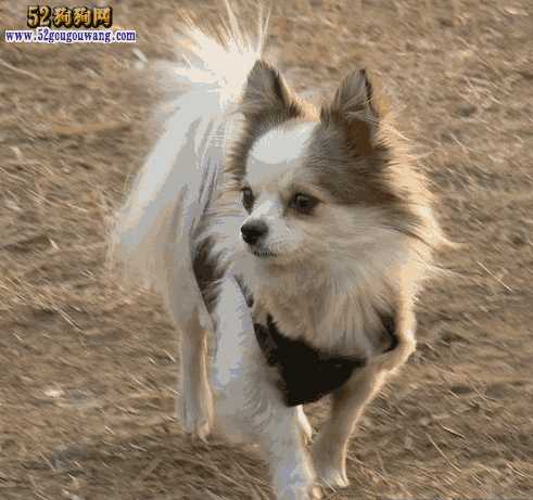 吉娃娃和蝴蝶犬杂交狗(吉娃娃和蝴蝶犬的杂交种图片)