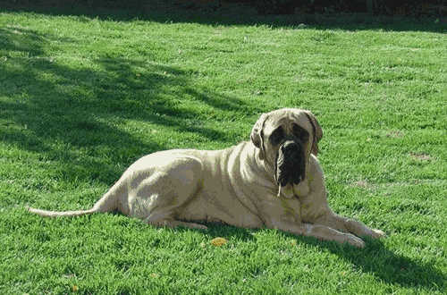 马士提夫犬幼犬(马氏提夫犬)