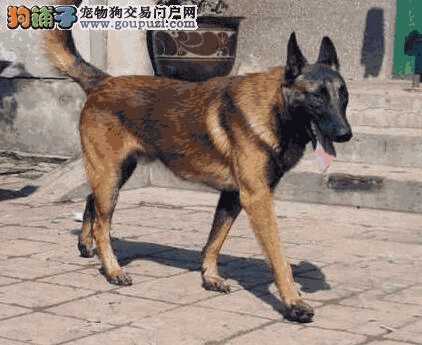 怎样给马犬洗澡(狗狗毛发护理)