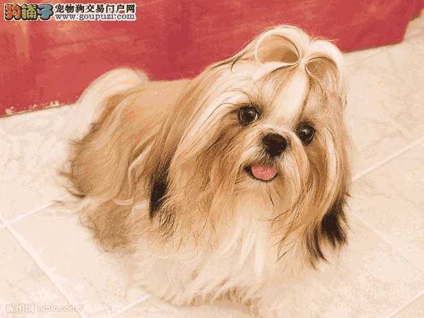 西施犬的价格(西施犬一般多少钱一只)