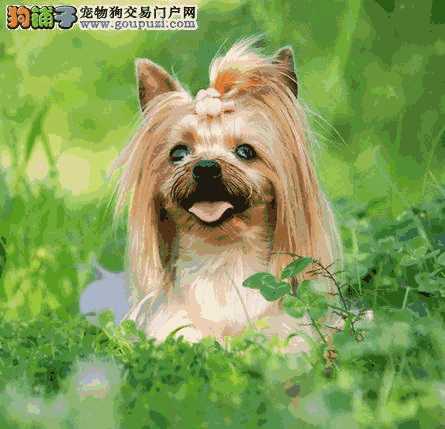 约克夏犬图片(约克夏幼犬)