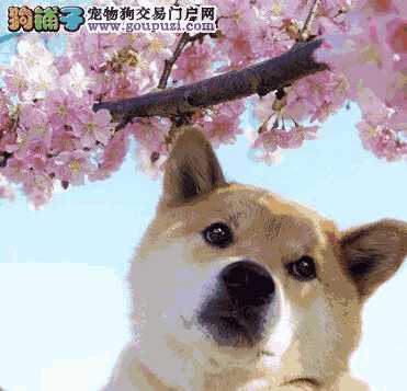 爱的表现之秋田犬舔人的原因及纠正方法