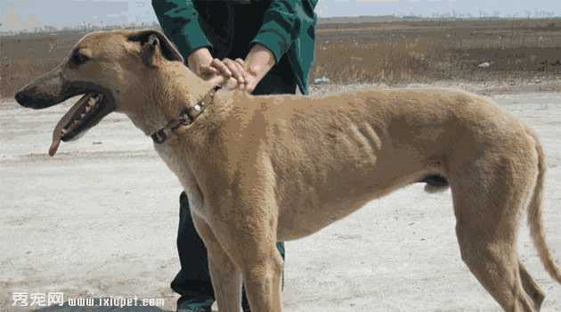 格力犬的饲养方法(格力犬多少钱)