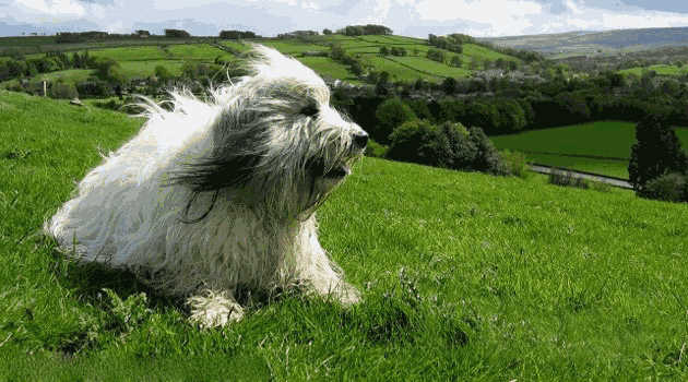 波兰低地牧羊犬,波兰低地牧羊犬的饲养方式和训练方法