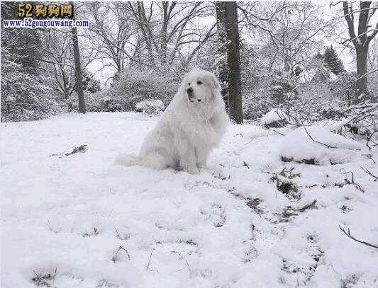 大白熊犬的最长寿命多久(大白熊犬能活多少年)