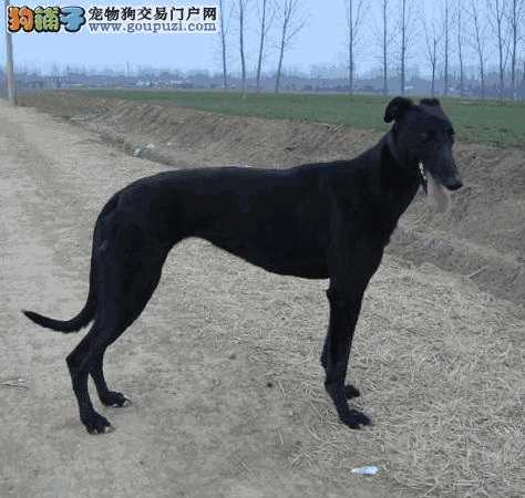 爱狗格力犬吐血 恐是体内寄生虫搞得鬼