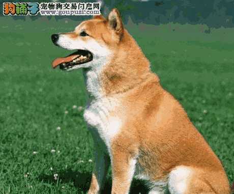 秋田犬喜欢咬东西怎么办(秋田犬为什么喜欢咬其他狗)