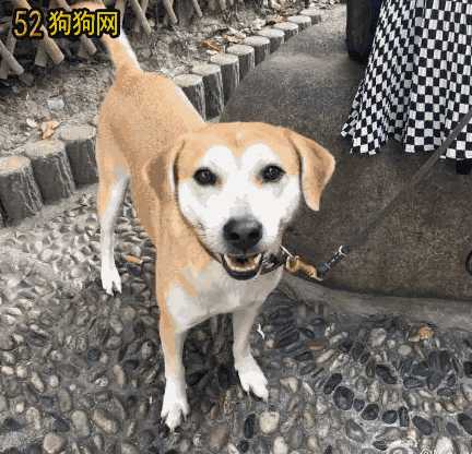 好想领养一只柴犬幼犬(纯种柴犬社)