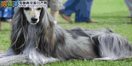 阿富汗猎犬优缺点(阿富汗猎犬什么颜色贵)