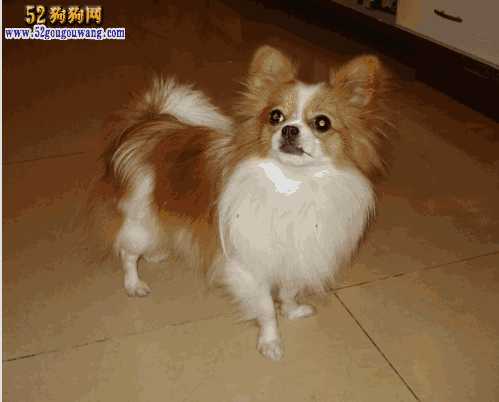 吉娃娃和蝴蝶犬杂交狗(吉娃娃和蝴蝶犬的杂交种图片)