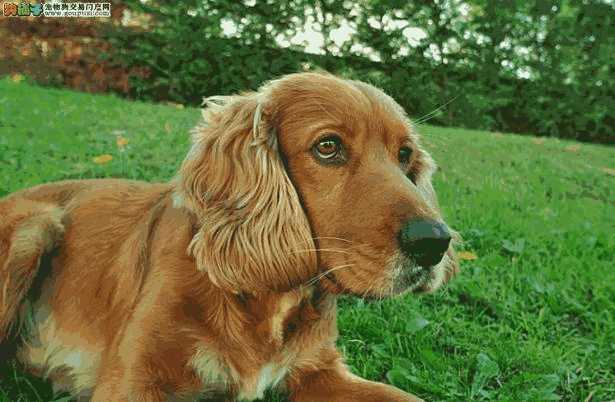 可卡犬怎么样(可卡犬贵吗)