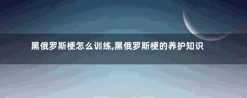 黑俄罗斯梗怎么训练,黑俄罗斯梗的养护知识