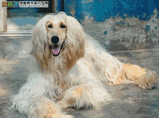 阿富汗猎犬贵吗(阿富汗猎犬什么颜色贵)