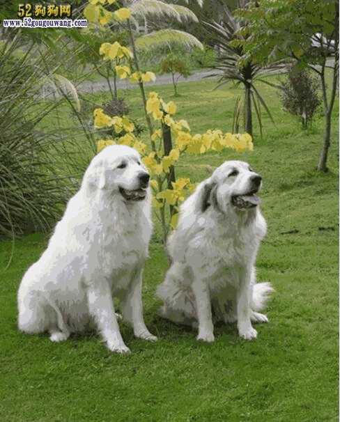 大白熊犬的最长寿命多久(大白熊犬能活多少年)